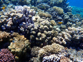 Wide shot of coral and reef inhabitants