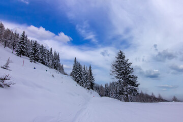 Fototapeta premium skiers descending a narrow, snow-covered ski trail cut through a dense winter forest