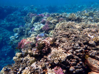 Wide shot of coral and reef inhabitants