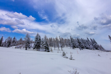 Fototapeta premium classic winter landscape dominated by heavily snow-covered pine trees