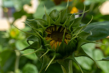girasole