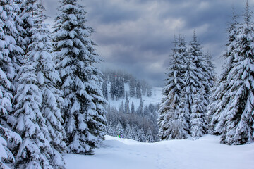 classic winter landscape dominated by heavily snow-covered pine trees