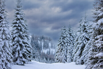 Obraz premium classic winter landscape dominated by heavily snow-covered pine trees