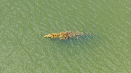 Nile crocodile, Malagarasi River, Tanzania, wildlife, reptile, predator, nature, animal, safari, Africa, wild, river, dangerous, outdoors, powerful, aquatic, ecosystem, habitat, exotic, natural