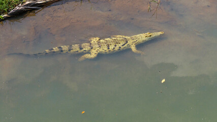 Nile crocodile, Malagarasi River, Tanzania, wildlife, reptile, predator, nature, animal, safari, Africa, wild, river, dangerous, outdoors, powerful, aquatic, ecosystem, habitat, exotic, natural