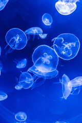 Jellyfish gracefully floating in the deep, blue sea. The translucent creature's delicate tentacles and bell-shaped body are highlighted against the dark