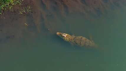 Nile crocodile, Malagarasi River, Tanzania, wildlife, reptile, predator, nature, animal, safari, Africa, wild, river, dangerous, outdoors, powerful, aquatic, ecosystem, habitat, exotic, natural