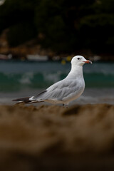 Seagull sits on the beach with the ocean and sky softly blurred in the background. Peaceful vacation vibe