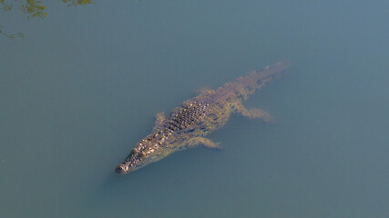Nile crocodile, Malagarasi River, Tanzania, wildlife, reptile, predator, nature, animal, safari, Africa, wild, river, dangerous, outdoors, powerful, aquatic, ecosystem, habitat, exotic, natural