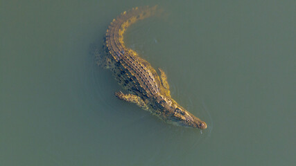 Nile crocodile, Malagarasi River, Tanzania, wildlife, reptile, predator, nature, animal, safari, Africa, wild, river, dangerous, outdoors, powerful, aquatic, ecosystem, habitat, exotic, natural