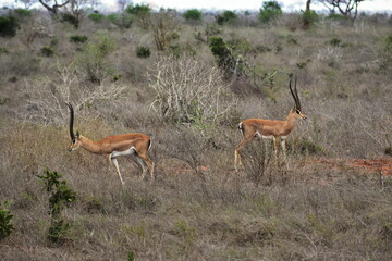 impala in the savannah