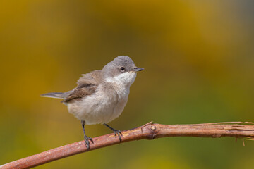 Lesser Whitethroat standing on reed