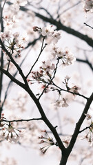 日本の春