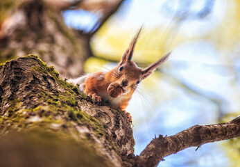 View from below of a furry red squirrel sitting on the branches of a tree with a nut in its mouth