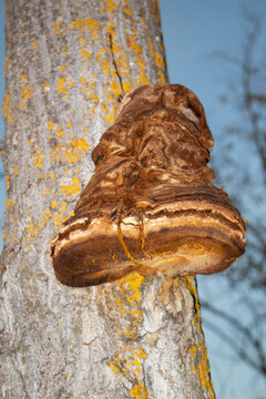 Chisquero suele referirse a los hongos yesqueros, especialmente Fomes fomentarius, un hongo duro que crece sobre la corteza y la madera muerta de los &aacute;rboles.
