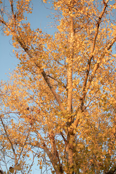 &Aacute;rbol con las hojas amarillas en un d&iacute;a de oto&ntilde;o