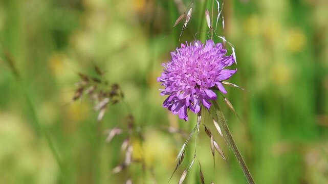 short clip of a pyrgus alveus the Large Grizzled skipper butterfly on a scabiosa blossom