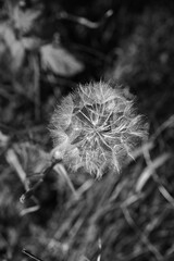 Closeup of dandelion on meadow background, artistic nature macro. Black and white