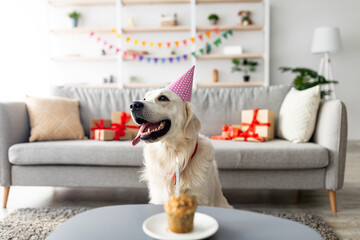 A cheerful golden retriever wearing a pink party hat sits in a cozy living room filled with gifts....