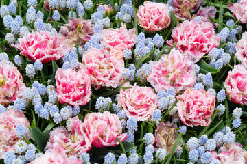 Colorful growing fresh tulips flowerbed in spring close up