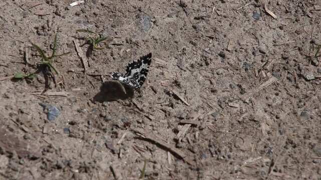 short clip of a rheumaptera hastata the argent and sable moth