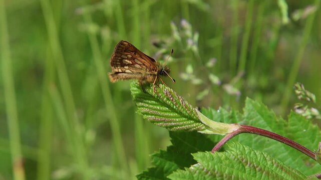 short clip of a carterocephalus palaemon the chequered or arctic skipper butterfly