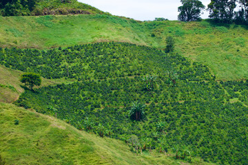 Coffee crop on the slope of a steep mountain in the antioquia coffee region of Colombia