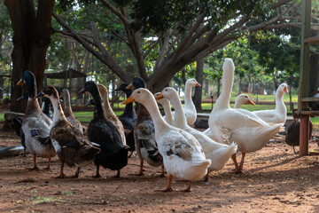 Ducks walking freely on a farm, showcasing rural life and sustainable poultry farming.
Perfect for agriculture, livestock, and countryside lifestyle visuals.