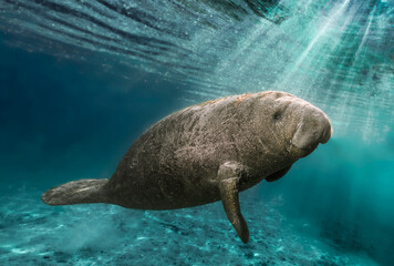'Spotlight' This young manatee was caught in a sunbeam as it swam just below the surface in Crystal...