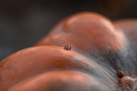 pumpkin in the street with sunset light. Outdoor nature close-up ladybug