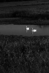Two swans swimming in lake. Black and white
