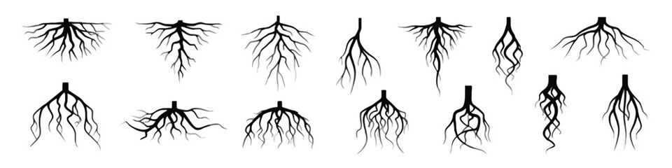 roots, tree, plant, nature, biology, organic, growth, underground, system, network, branching, abstract, black, isolated, white background, png, illustration, science, life, structure, design, graphic