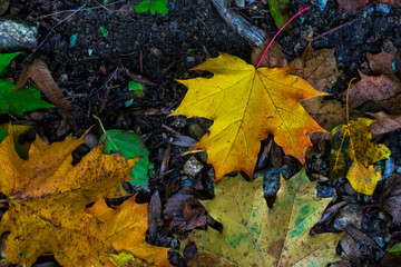 Fallen maple leaf, yellow fading to orange, with a thin red stem against a forest floor backdrop.