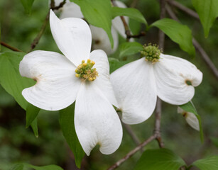 Fototapeta premium Dogwood blossoms