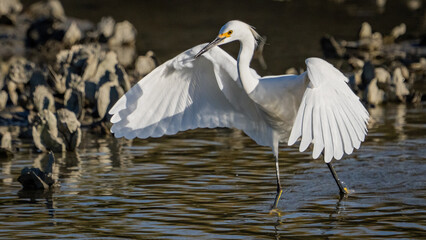 Snowy Egret searching for a meal in the marsh
