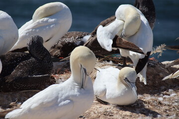 Basst&ouml;lpel (Morus bassanus), Lange Anna, Helgoland