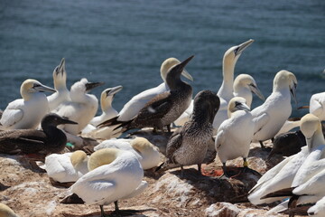 Basst&ouml;lpel (Morus bassanus), Lange Anna, Helgoland