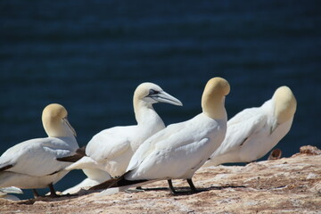 Basstölpel (Morus bassanus), Lange Anna, Helgoland