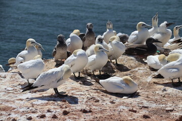 Basst&ouml;lpel (Morus bassanus), Lange Anna, Helgoland