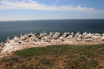 Basst&ouml;lpel (Morus bassanus), Lange Anna, Helgoland