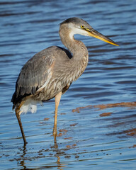Great Blue Heron fishing in the marsh at low tide