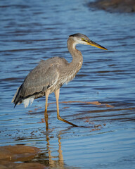 Great Blue Heron fishing in the marsh at low tide