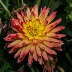 Macro image of a radiant dahlia in full bloom. The flower displays symmetrical layers of yellow-orange petals with red tips, contrasting beautifully with the dark foliage surrounding it