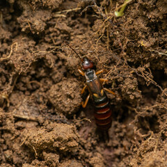 rove beetle (Staphylinus olens) moving across rich, clumpy soil. The image emphasizes its shiny black body, reddish segments, and natural ground environment