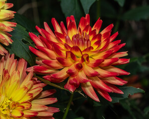 Macro image of a radiant dahlia in full bloom. The flower displays symmetrical layers of yellow-orange petals with red tips, contrasting beautifully with the dark foliage surrounding it