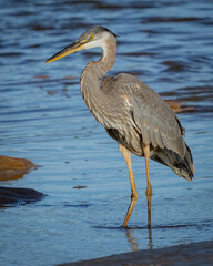 Great Blue Heron fishing in the marsh at low tide