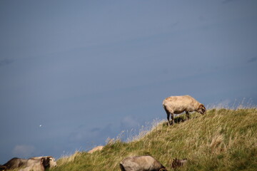 Schafe auf einem Deich 