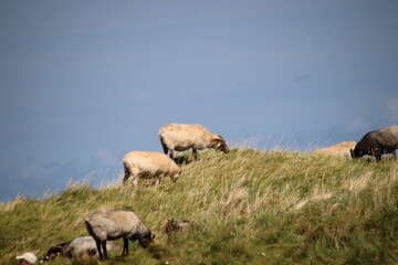 Schafe auf Helgoland