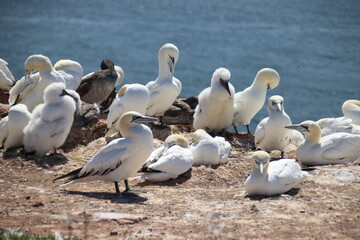Basst&ouml;lpel (Morus bassanus), Lange Anna, Helgoland