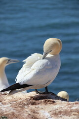 Basst&ouml;lpel (Morus bassanus), Lange Anna, Helgoland